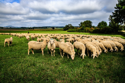 Lamm und Ziegenprodukte aus der Region