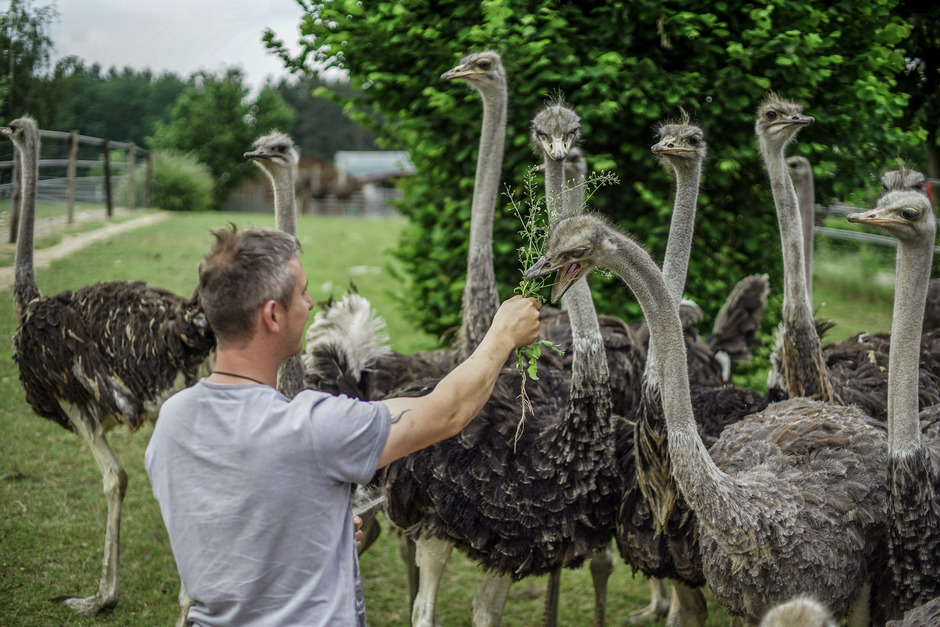 Bild Straussenfarm Kotzenbach Straussenfarm Kotzenbach