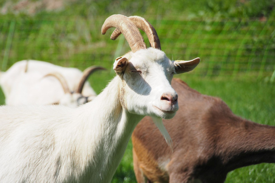 Bild SoLawi Stadt, Land, Beides. SoLawi Stadt, Land, Beides.